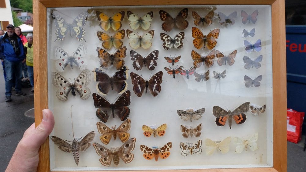 Schmetterlingsexkursion_2020_03.jpg